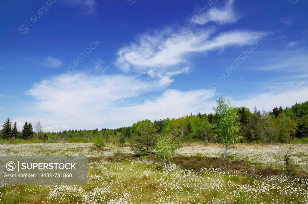Flooded bog with blooming Hare's-tail Cottongrass, Tussock Cottongrass or Sheathed Cottonsedge (Eriophorum vaginatum), Grundbeckenmoor marsh near Rose...