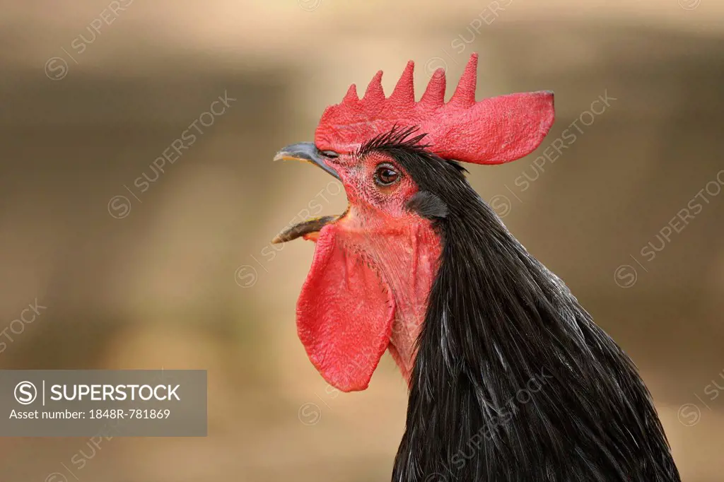 Domestic Fowl (Gallus domesticus), rooster crowing, portrait, Germany