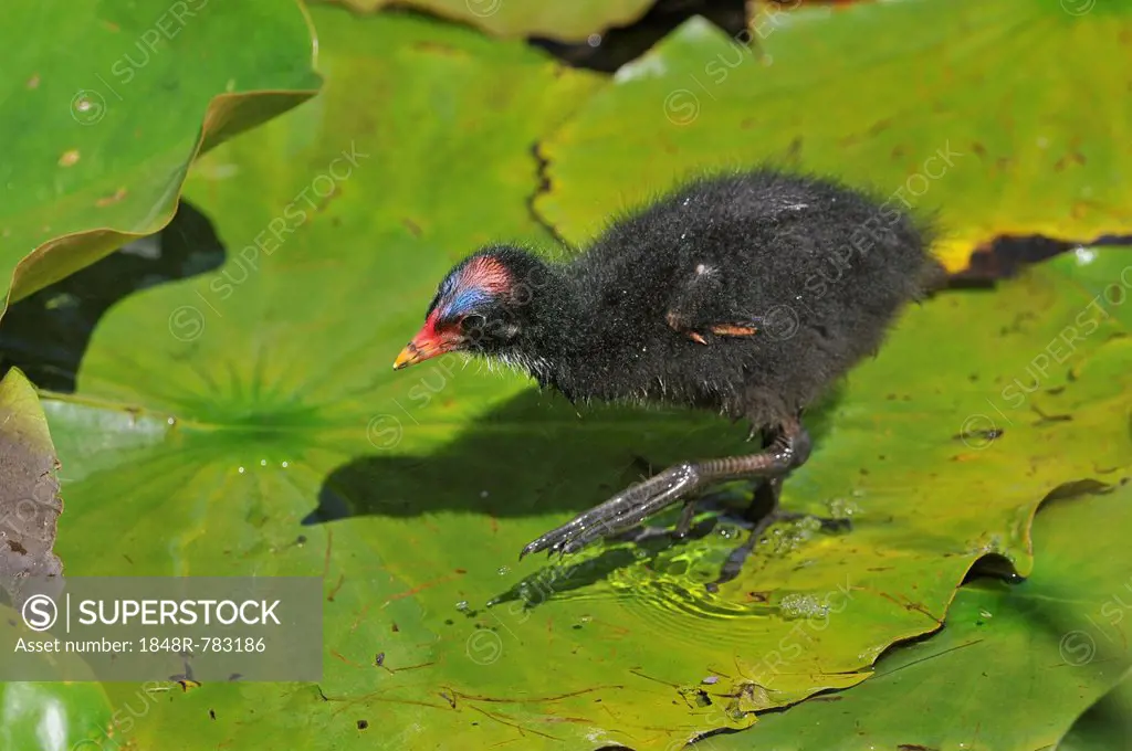 Common Moorhen or Swamp Chicken (Gallinula chloropus), chick walking on the leaves of a water lily (Nymphaea alba), Saxony, Germany