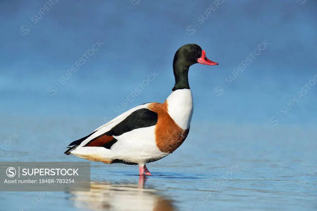 Common Shelduck (Tadorna tadorna), standing, Oosterend, Texel, West Frisian Islands, province of North Holland, The Netherlands