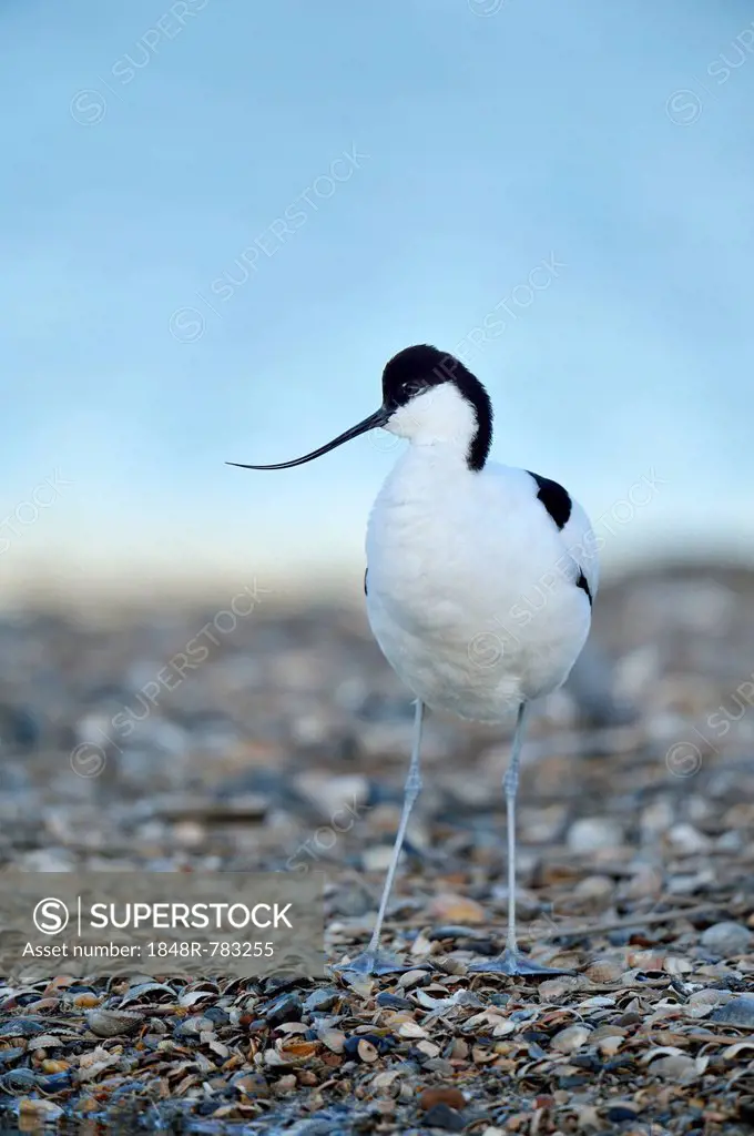 Pied Avocet (Recurvirostra avosetta), Oosterend, Oosterend, Texel, West Frisian Islands, province of North Holland, The Netherlands