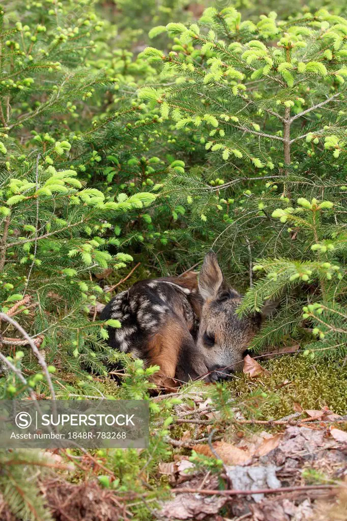 Roe Deer (Capreolus capreolus) fawn, a few days old, lying between young spruce, Allgäu, Bavaria, Germany