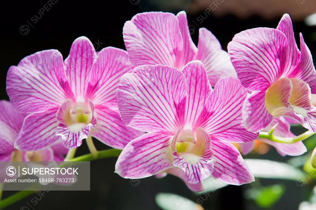 Orchid flowers (Orchidaceae), Ubud, Bali, Indonesia
