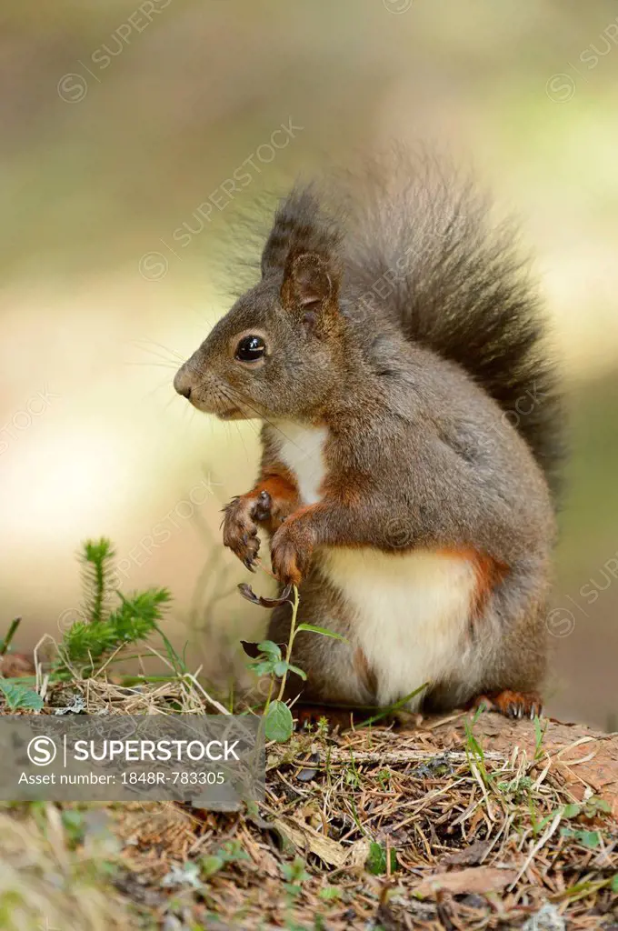 Eurasian Red Squirrel (Sciurus vulgaris), Graubünden, Canton of Graubünden, Switzerland