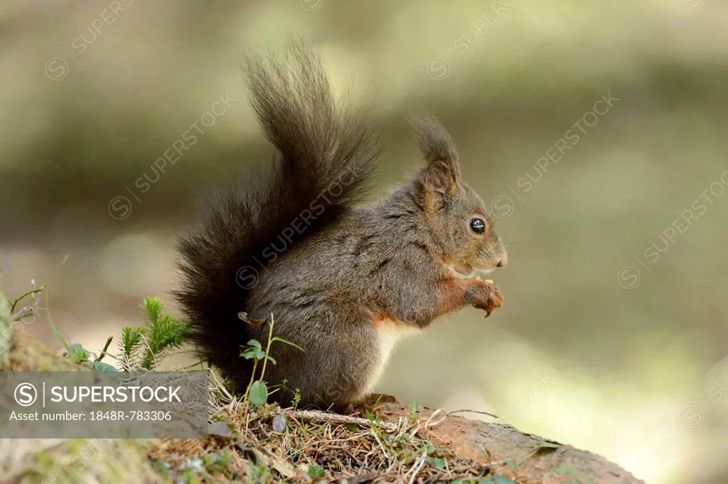 Eurasian Red Squirrel (Sciurus vulgaris) during feeding, Graubünden, Canton of Graubünden, Switzerland