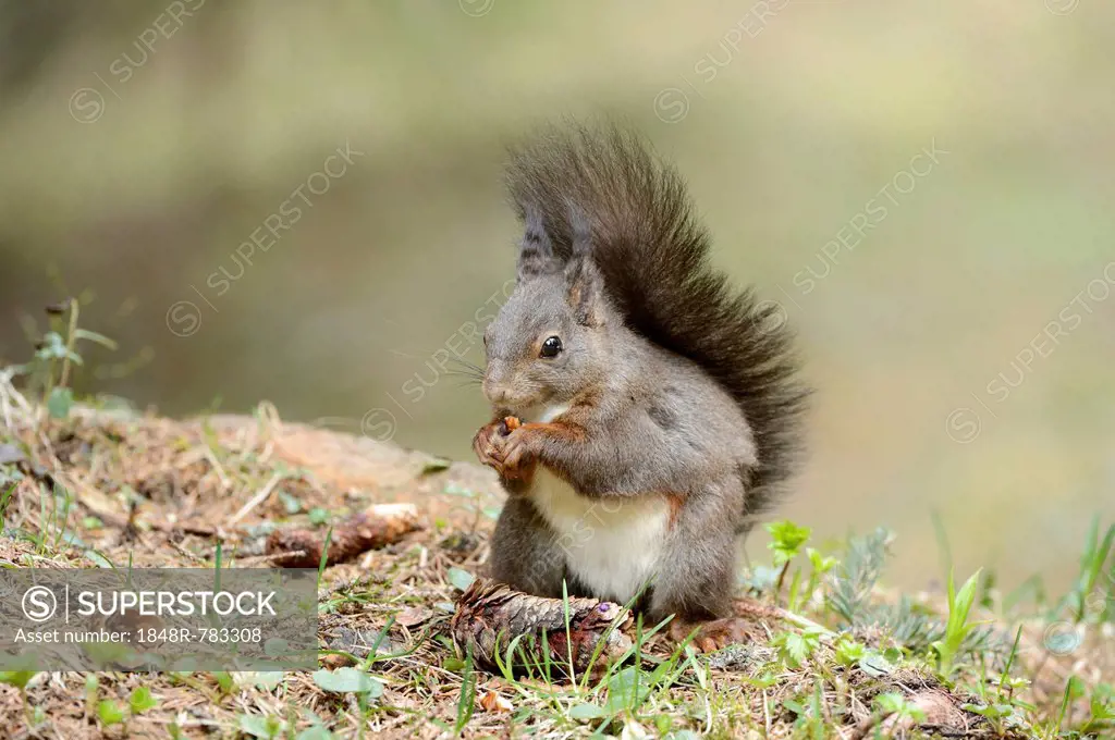 Eurasian Red Squirrel (Sciurus vulgaris) during feeding, Graubünden, Canton of Graubünden, Switzerland