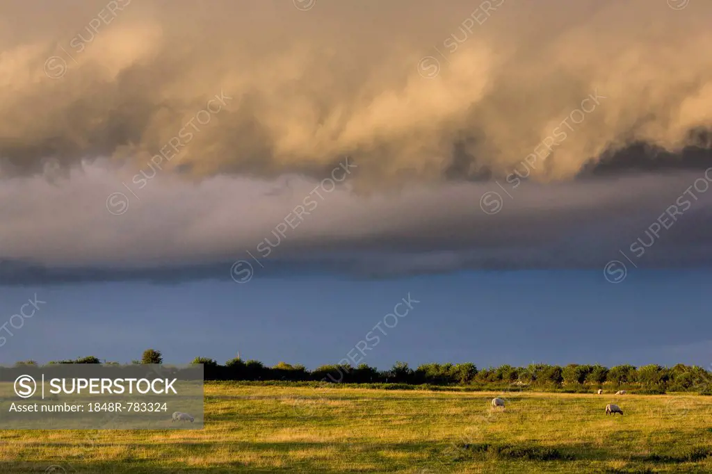 Dramatic clouds over a sheep pasture, Cashel, County Tipperary, Ireland