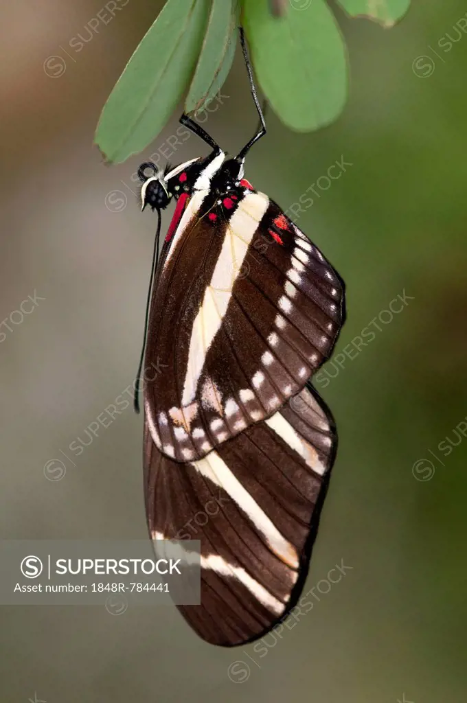 Zebra Longwing Butterfly (Heliconius charithonia), Kerzers, Switzerland