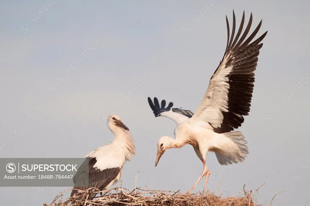 Young White Storks (Ciconia ciconia) during flight training on a nest, North Hesse, Hesse, Germany