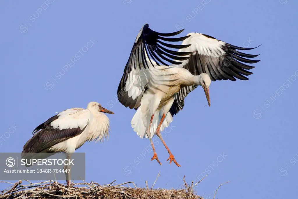 Young White Storks (Ciconia ciconia) during flight training on a nest, North Hesse, Hesse, Germany
