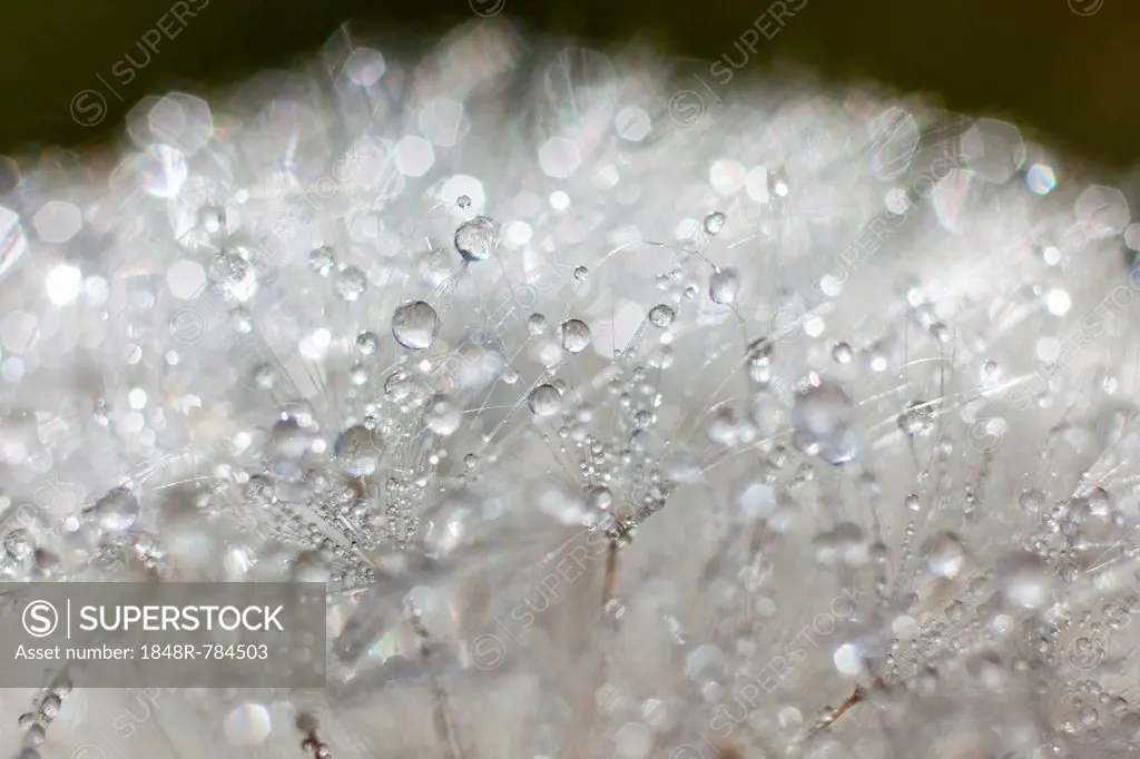 Dandelion (Taraxacum officinale), clock covered with drops of dew, Riesa, Saxony, Germany