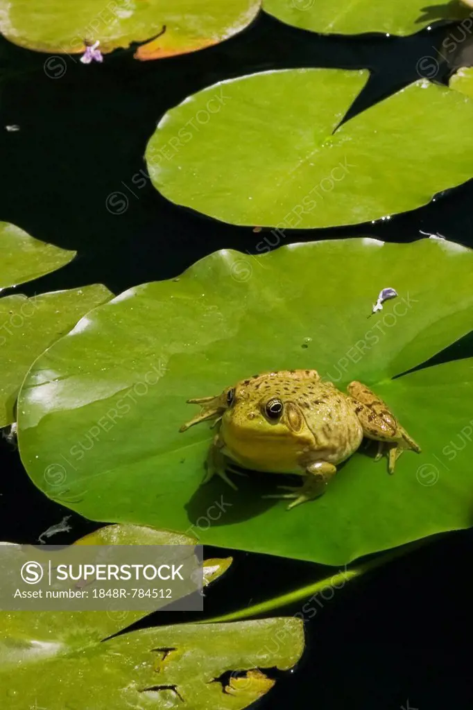 Green Frog (Rana clamitans) resting on a lily pad on the surface of a pond, Laurentians, Quebec Province, Canada
