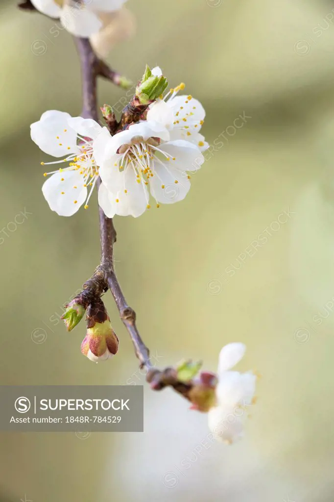 Apricot tree (Prunus armeniaca), branch with blossoms, Konstanz, Baden-Württemberg, Germany