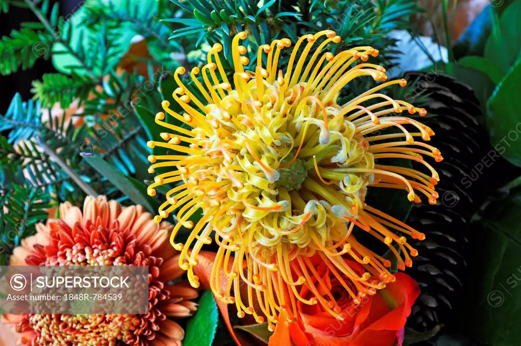 Flower of a Protea or Banksia (Proteaceae), Germany