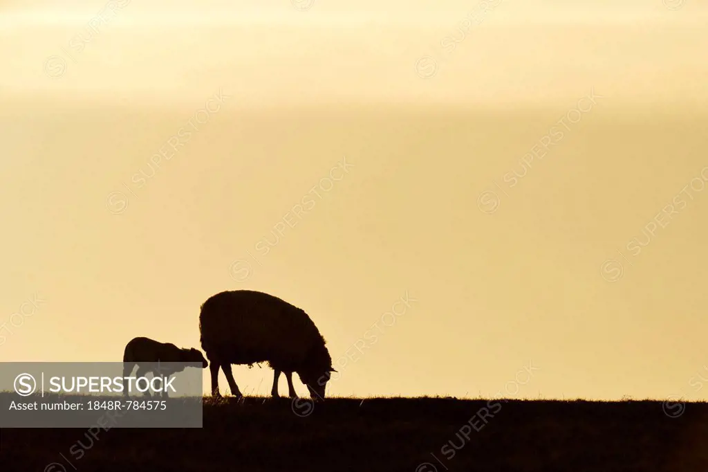 Texel sheep, mouflons (Ovis orientalis aries), silhouette of ewe and lamb at dusk, Oudeschild, Texel, West Frisian Islands, province of North Holland,...