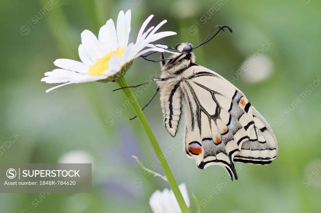 Old World Swallowtail (Papilio machaon) butterfly on a Marguerite, North Hesse, Hesse, Germany