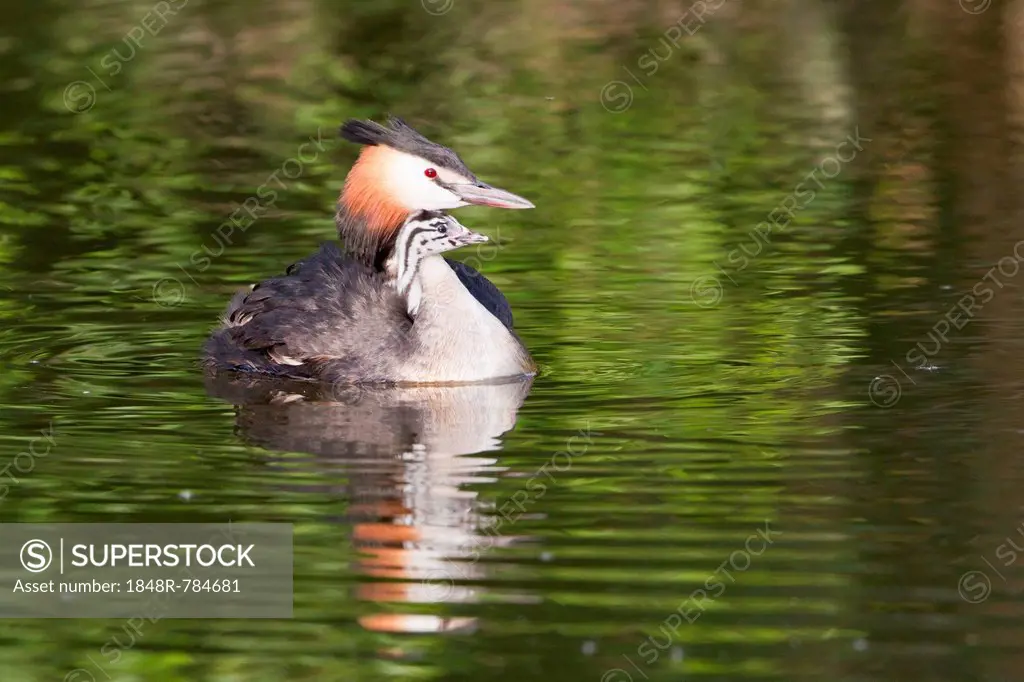 Great Crested Grebe (Podiceps cristatus) with chick in plumage, North Hesse, Hesse, Germany