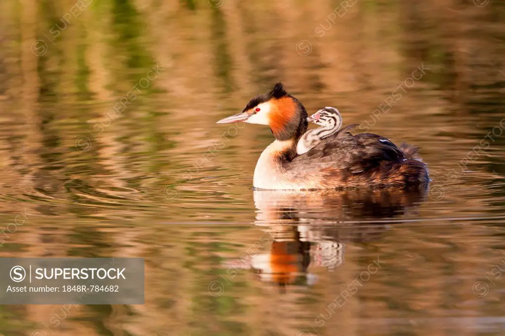 Great Crested Grebe (Podiceps cristatus) with chick in plumage, North Hesse, Hesse, Germany