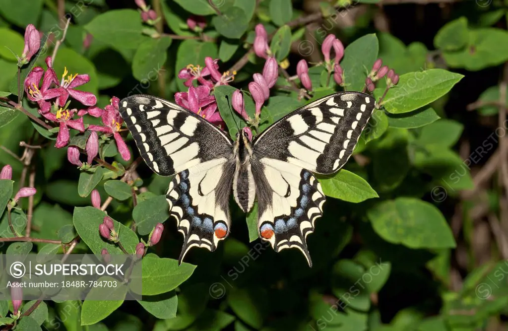 Old World Swallowtail (Papilio machaon) butterfly, Untergröningen, Abtsgmuend, Baden-Württemberg, Germany