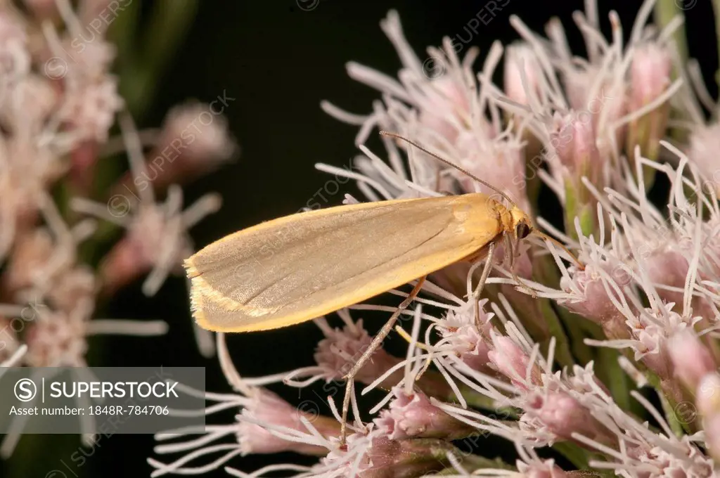Buff Footman moth (Eilema depressa) sucking on boneset or thoroughwort, Untergröningen, Abtsgmuend, Baden-Württemberg, Germany