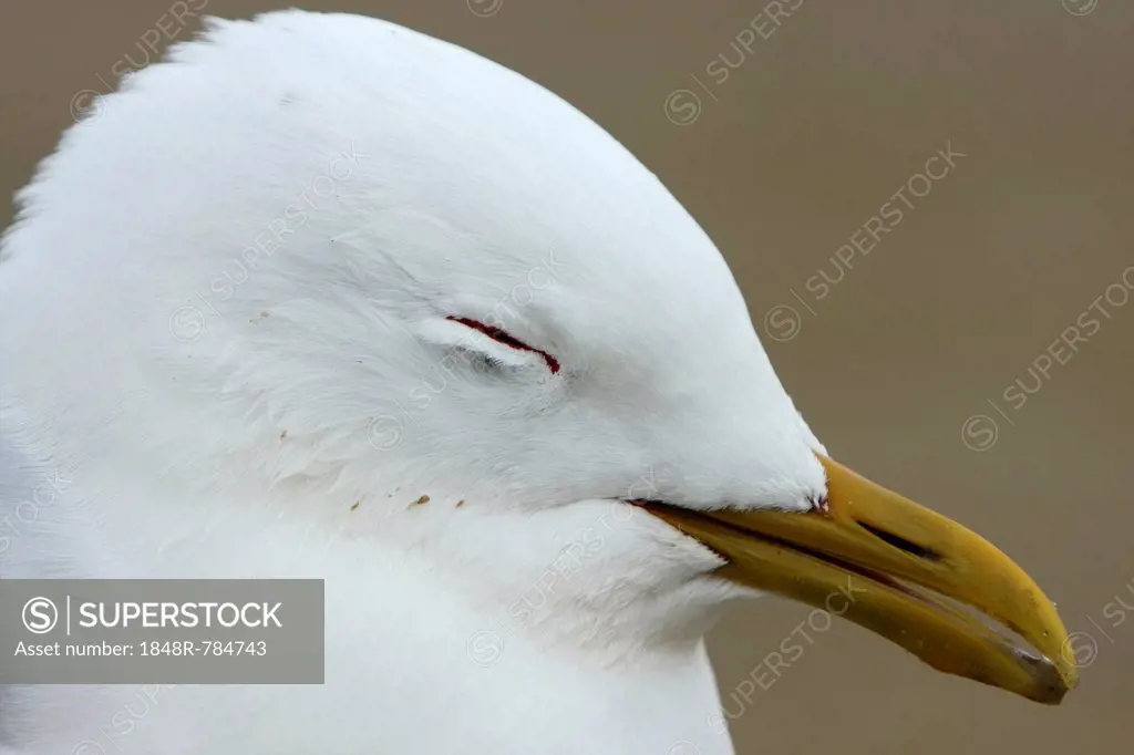 Common Gull (Larus canus) acting apathetic and having coordination difficulties due to a thiamine deficiency, deficiency through environmental toxins,...