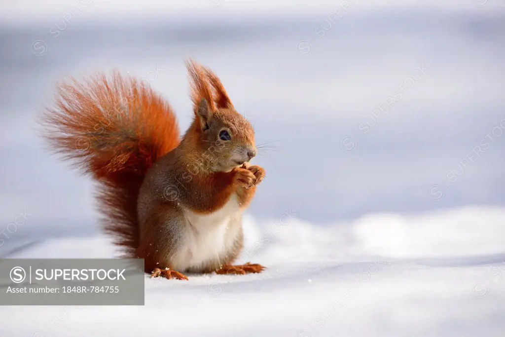 Red Squirrel (Sciurus vulgaris) feeding in the snow in winter, Leipzig, Saxony, Germany