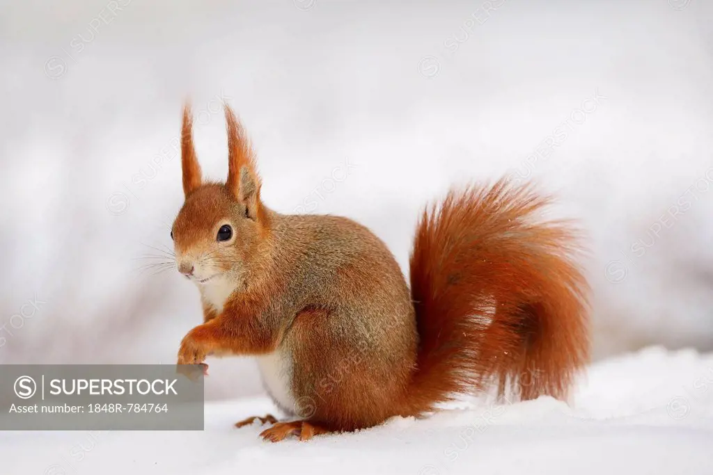Red Squirrel (Sciurus vulgaris) in the snow in winter, Leipzig, Saxony, Germany