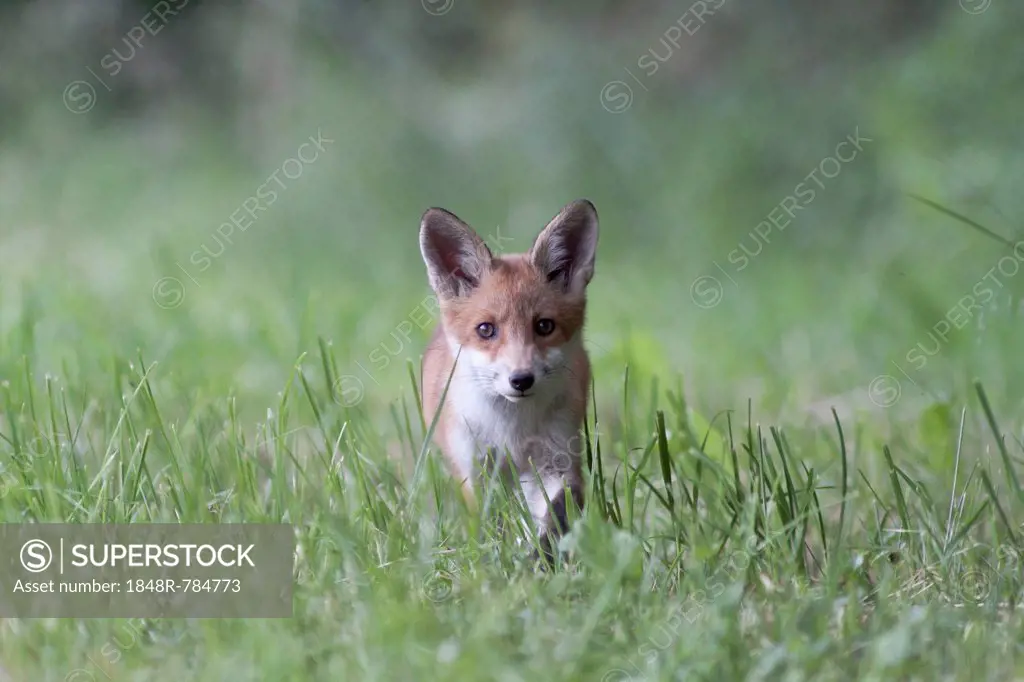 Red Fox (Vulpes vulpes), pup, North Hesse, Hesse, Germany