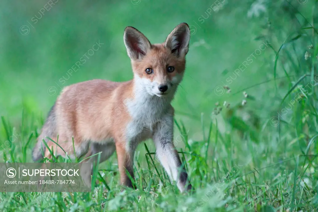 Red Fox (Vulpes vulpes), pup, North Hesse, Hesse, Germany