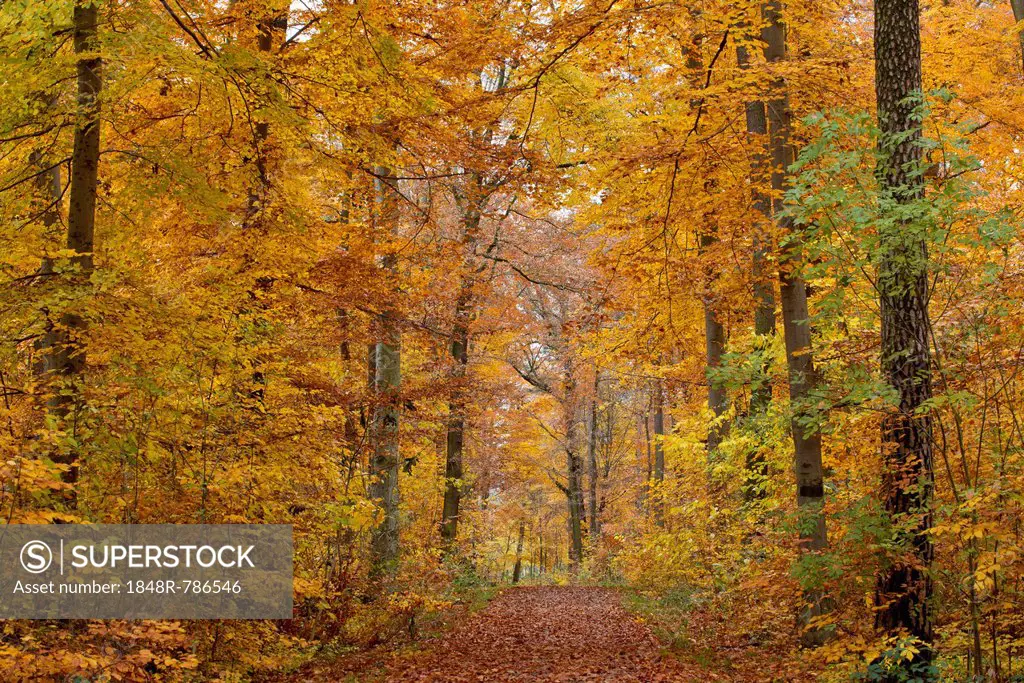 Forest trail through an autumn forest, Stuttgart, Baden-Württemberg, Germany