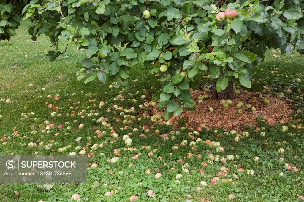Fallen apples under an apple tree (Malus domestica) in summer, Laval, Quebec Province, Canada