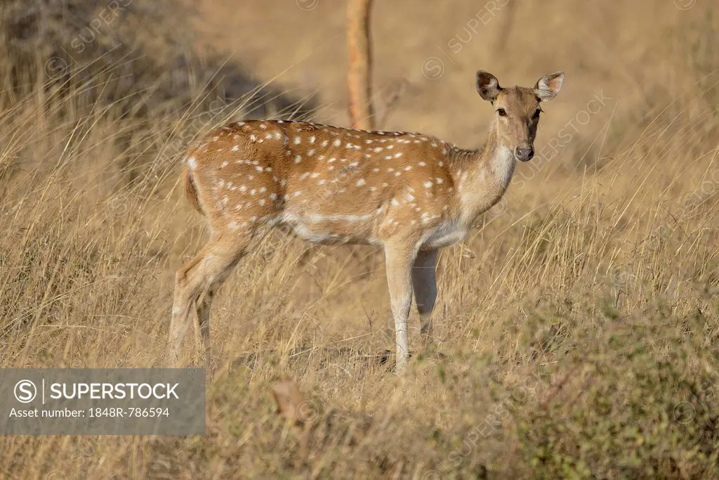 Chital, Cheetal or Axis Deer (Axis axis), female, Gir Forest National Park, Gir Sanctuary, Gujarat, India