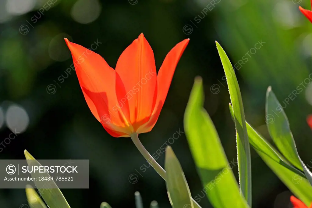 Red tulip (Tulipa), flowering, Germany