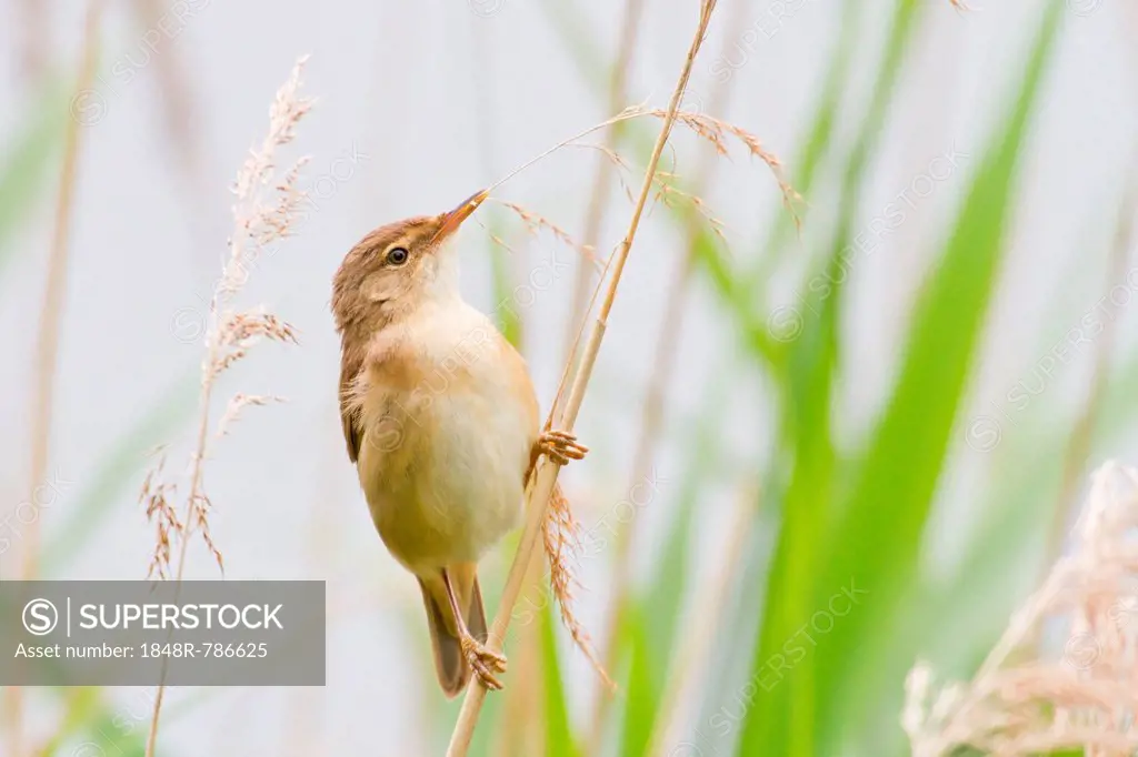 Reed Warbler (Acrocephalus scirpaceus) perched on bulrush, North Hesse, Hesse, Germany