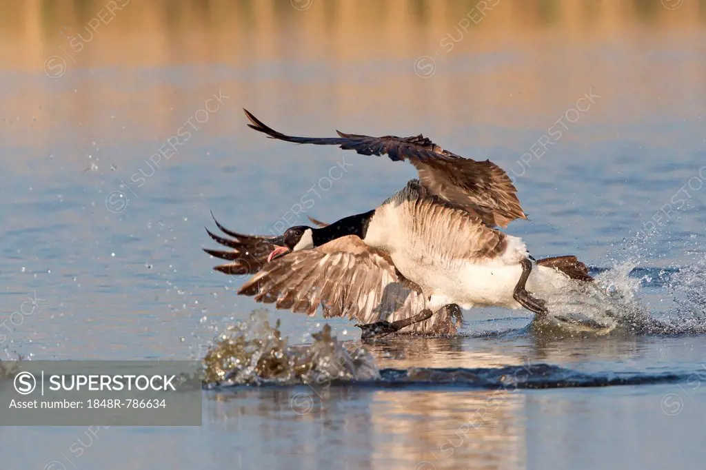 Canada Goose (Branta canadensis) chasing rival, North Rhine-Westphalia, Germany