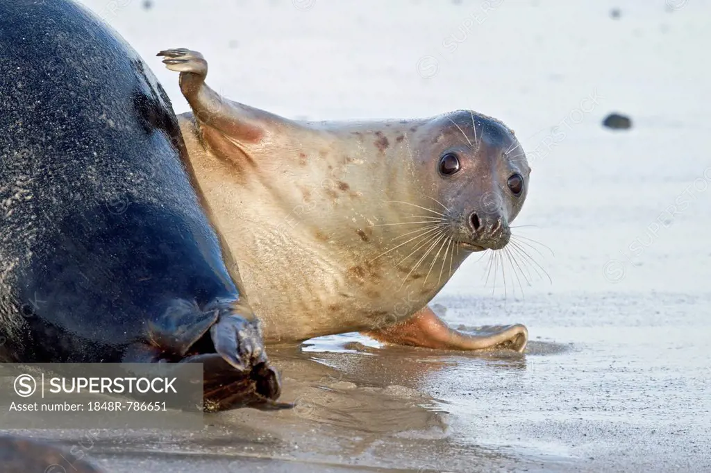 Grey Seal (Halichoerus grypus), female slapping fin on a male seal's rear, Helgoland, Schleswig-Holstein, Germany