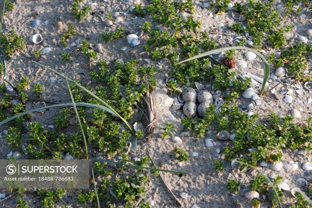 Clutch of a Common Ringed Plover or Ringed Plover (Charadrius hiaticula) amidst salicornia, East Frisian Islands, East Frisia, Lower Saxony, Germany