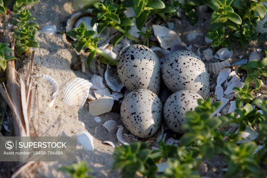 Clutch of a Common Ringed Plover or Ringed Plover (Charadrius hiaticula) amidst salicornia, East Frisian Islands, East Frisia, Lower Saxony, Germany