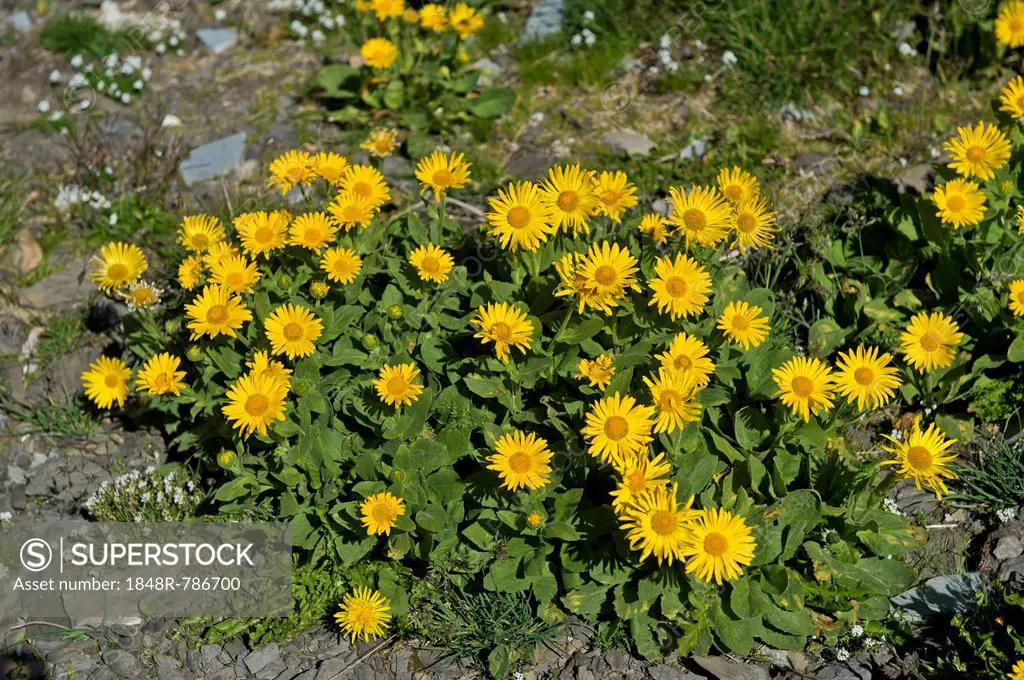 Doronicum (Doronicum grandiflorum), Canton of Valais, Switzerland