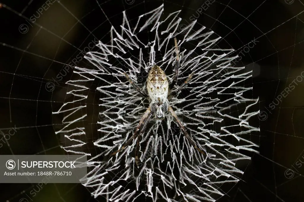 Orb-web spider, grass cross spider (Argiope catenulata) perched in the center of its circular web with a zig-zag pattern of white spider silk or stabi...