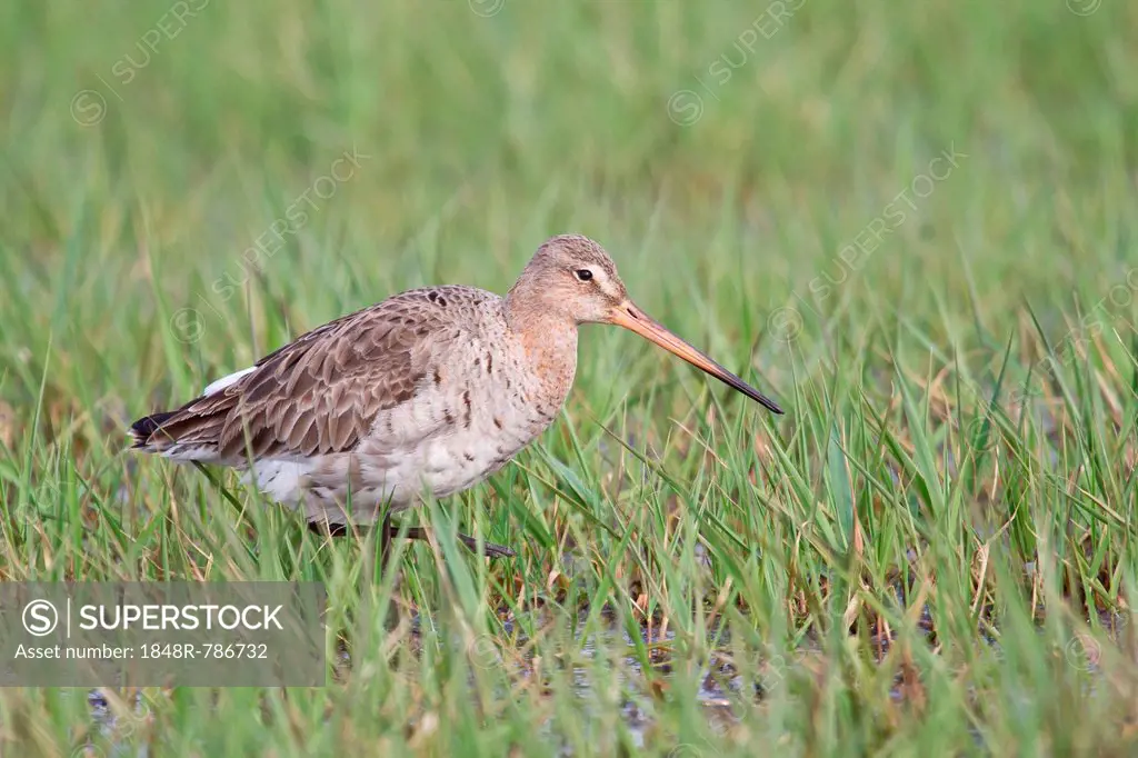 Black-tailed Godwit (Limosa limosa), Texel, West Frisian Islands, province of North Holland, The Netherlands