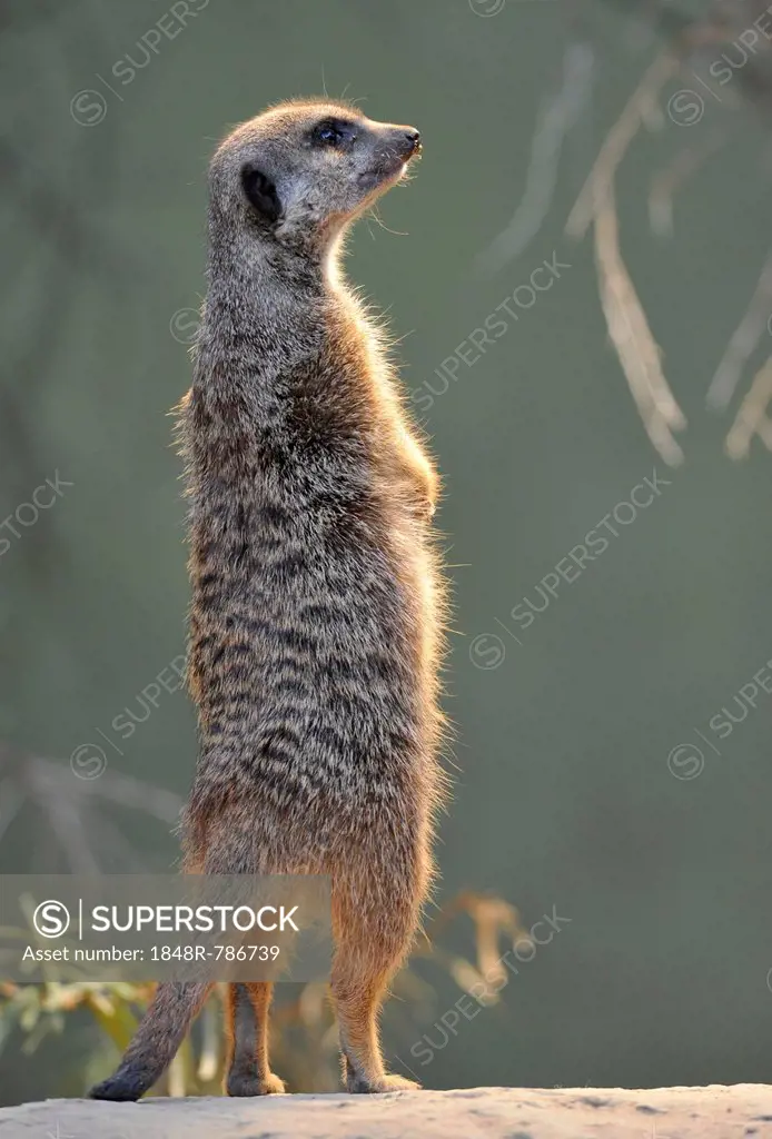 Meerkat (Suricata suricatta), captive, native to Africa, Stuttgart, Baden-Württemberg, Germany