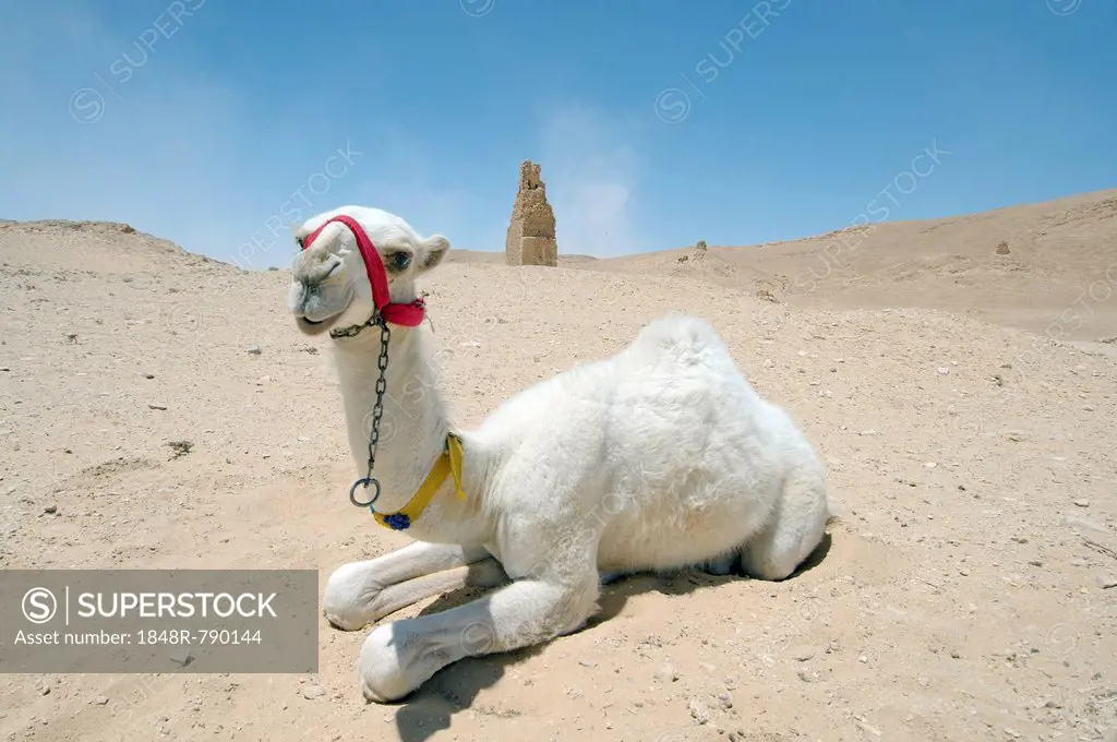 Young white camel (Camelus dromedarius) lying on the sand near tower tomb, Tadmur, Syria