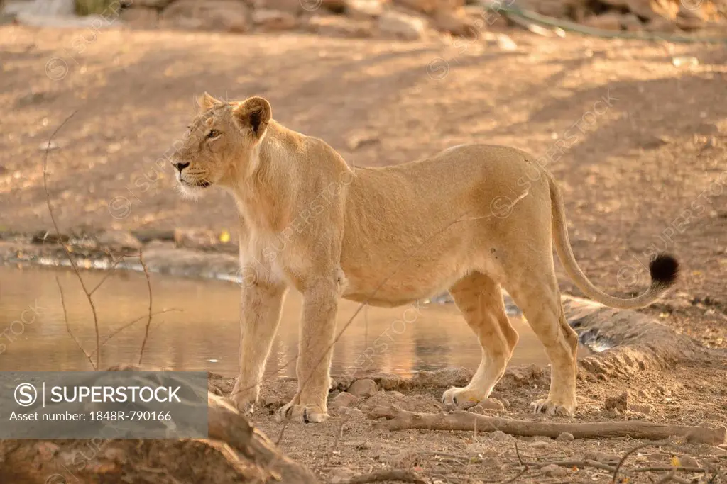 Asiatic Lion (Panthera leo persica), lioness, Gir Forest National Park, Gir Sanctuary, Gujarat, India