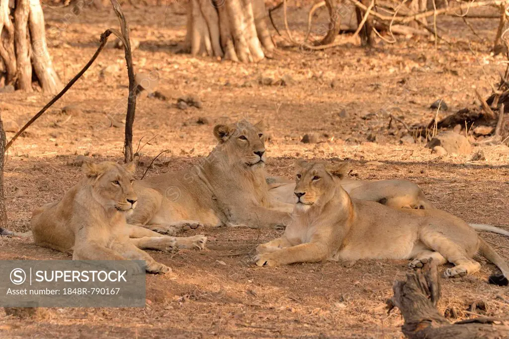 Asiatic Lions (Panthera leo persica), Gir Forest National Park, Gir Sanctuary, Gujarat, India