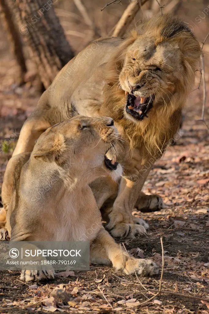 Asiatic Lions (Panthera leo persica), mating, Gir Forest National Park, Gir Sanctuary, Gujarat, India