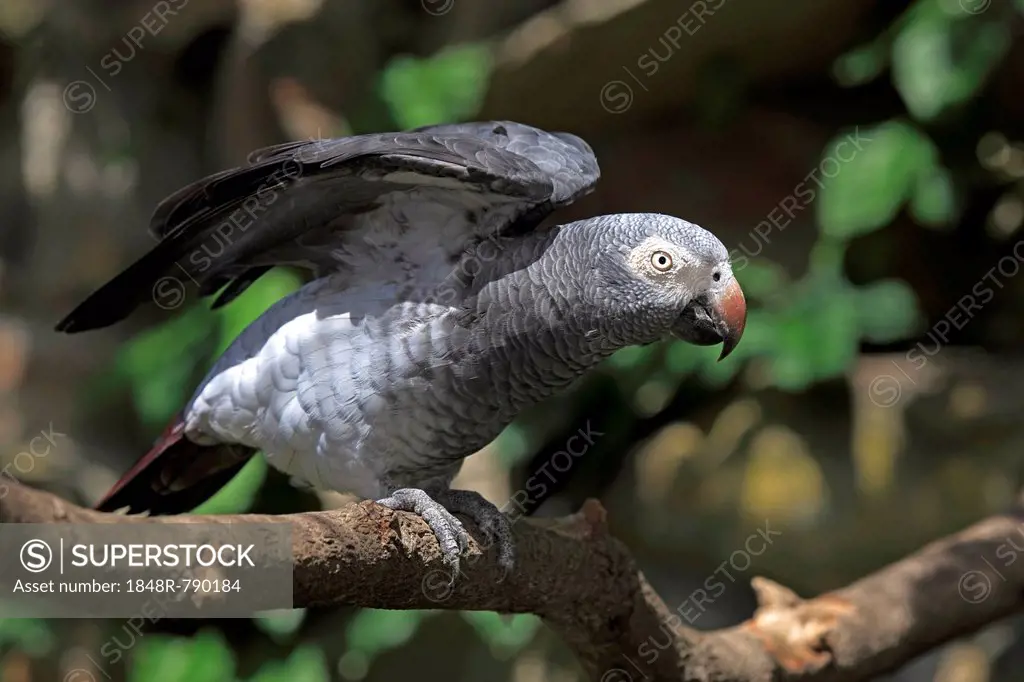 African Grey Parrot (Psittacus erithacus) sitting on a tree and spreading its wings, native to West Africa, captive, Heidelberg, Baden-Württemberg, Ge...