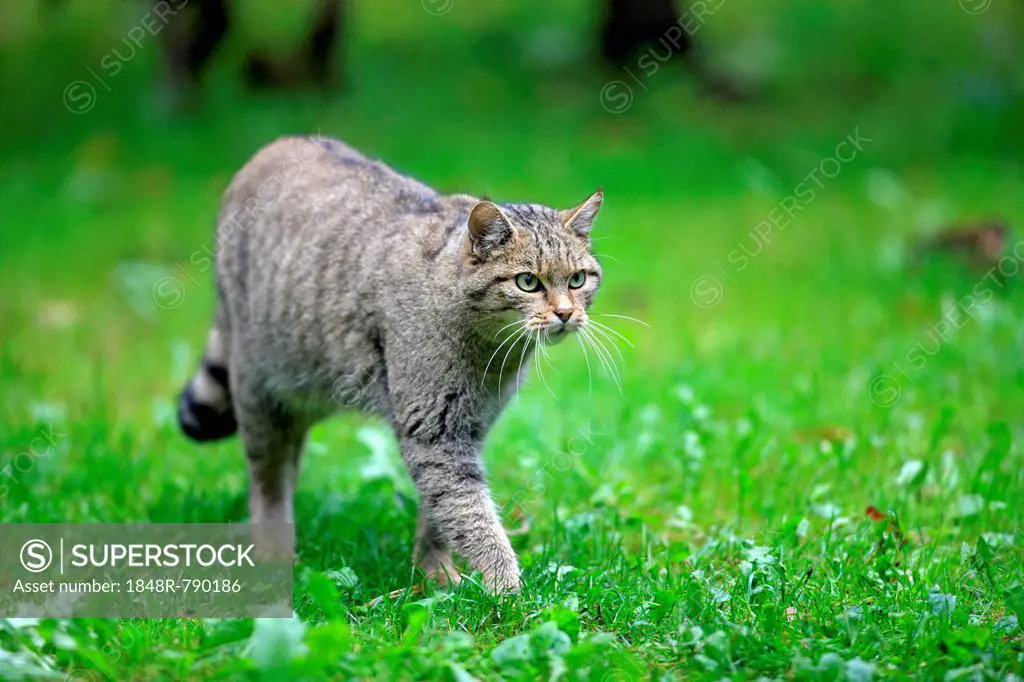 Wildcat (Felis silvestris), alert, stalking, captive, Hanau, Hesse, Germany
