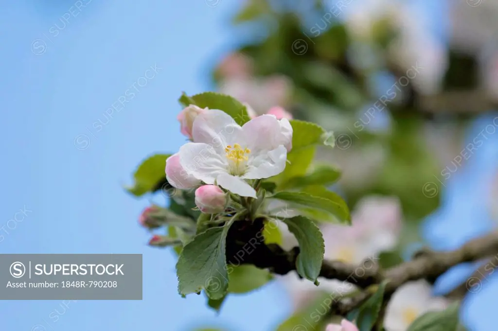 Apple blossoms, Apple Tree (Malus sp.), Bergisches Land, North Rhine-Westphalia, Germany