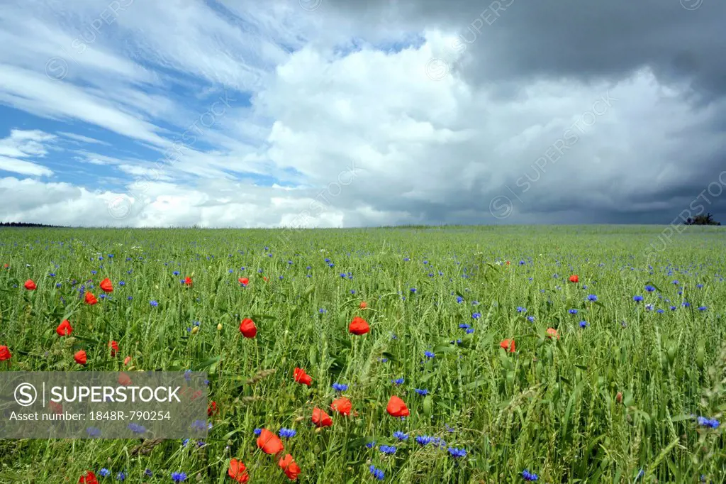 Corn field with Corn Poppies (Papaver rhoeas) and Cornflowers (Centaurea cyanus), cloudy sky with clear and stormy patches